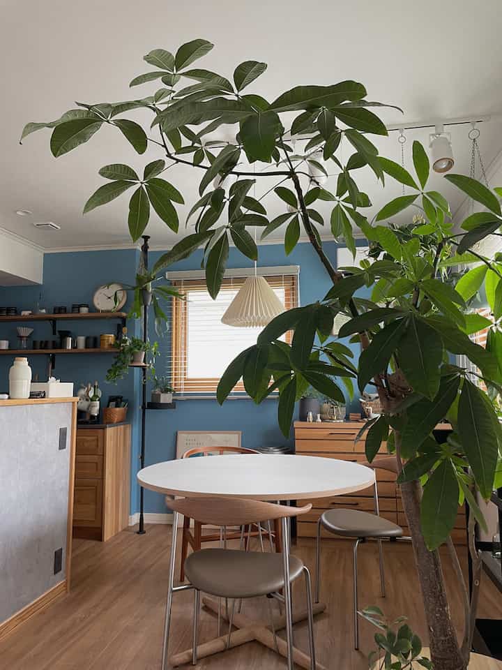 A cozy kitchen and dining room with blue walls, wood-tone furniture, and large green plants filling the space naturally
