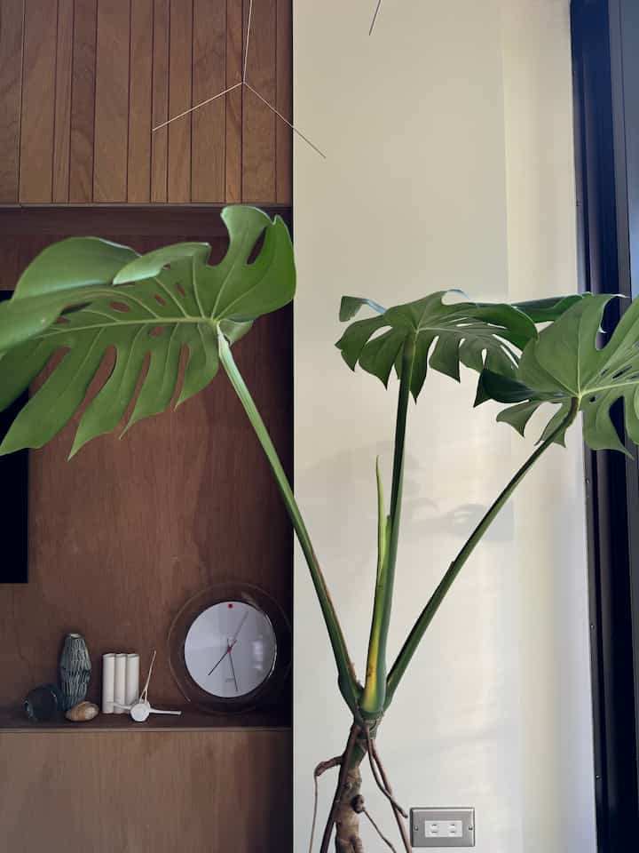 Kecambah monstera tiba-tiba mulai bermunculan🌿🥰


#Renovasi apartemen
#Monster
#Hidup dengan tanaman
#obyek