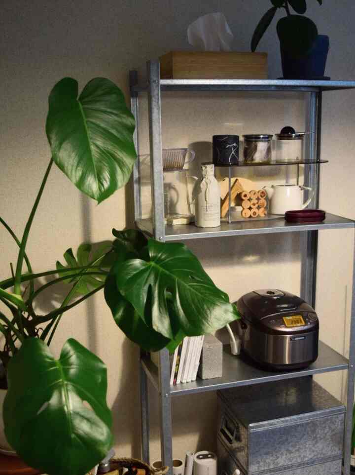 Natural color wall and gray-tone metal shelving in dining area with large green plant, creating a cozy atmosphere