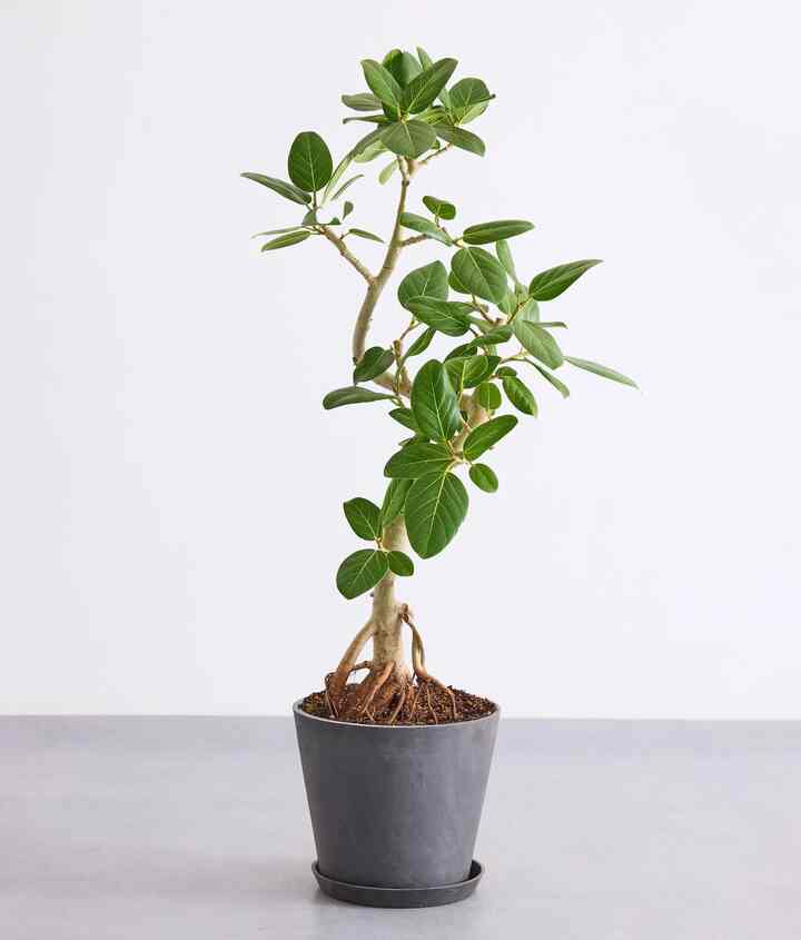 フィカス・ベンガレンシス まがり M < 沖縄産 >