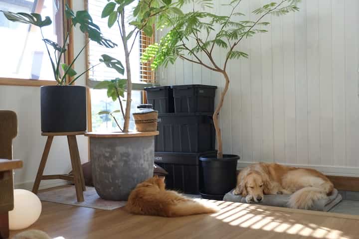 白い壁と木目調の床が調和したナチュラルなリビング、日差しの中で犬と猫がくつろいでいる印象的な空間