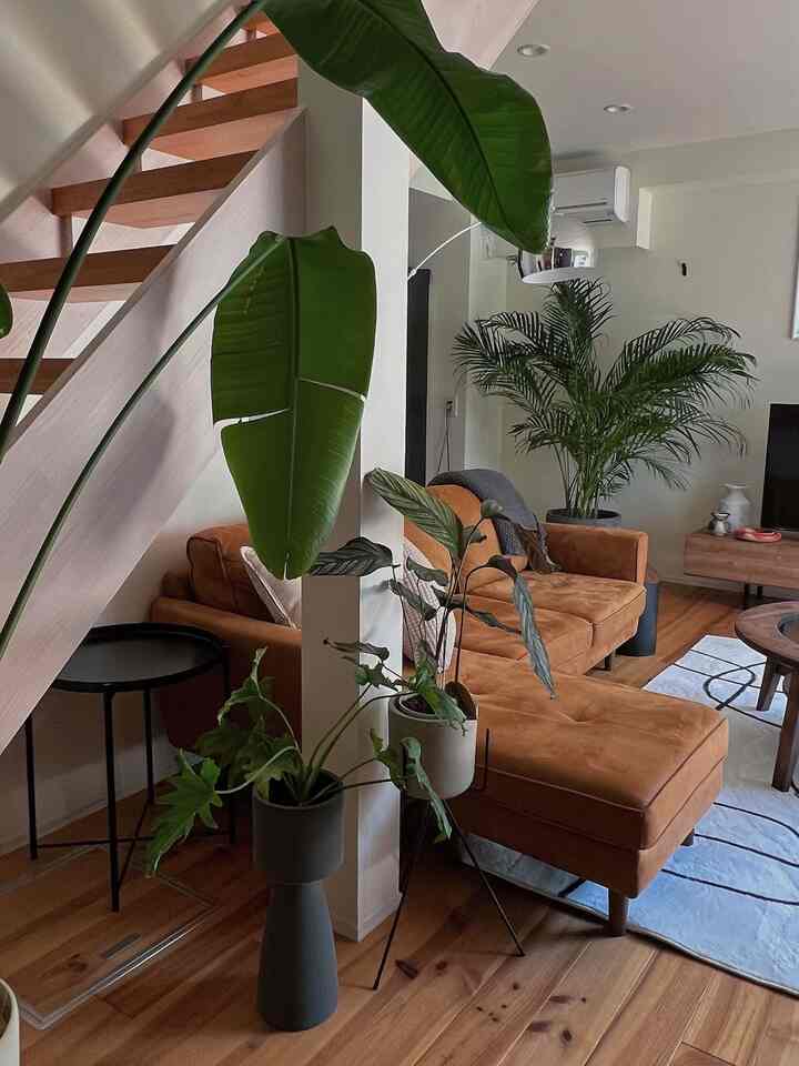 高さがある植物を置くと部屋の見え方も全然変わってきますね〜
#ルームツアー #家具インテリア #インテリア #部屋作り #部屋インテリア #賃貸