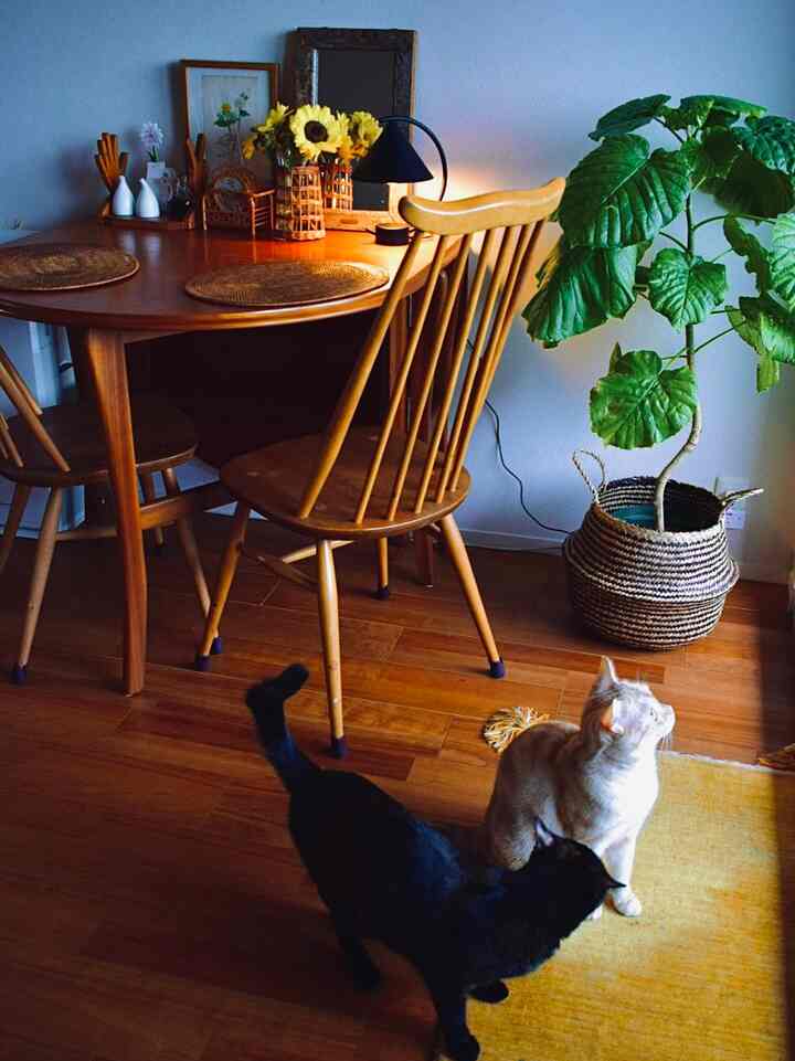 木目調と黄色が調和したヴィンテージスタイルのダイニングルーム、二匹の猫と大きな観葉植物が配置された暖かな空間