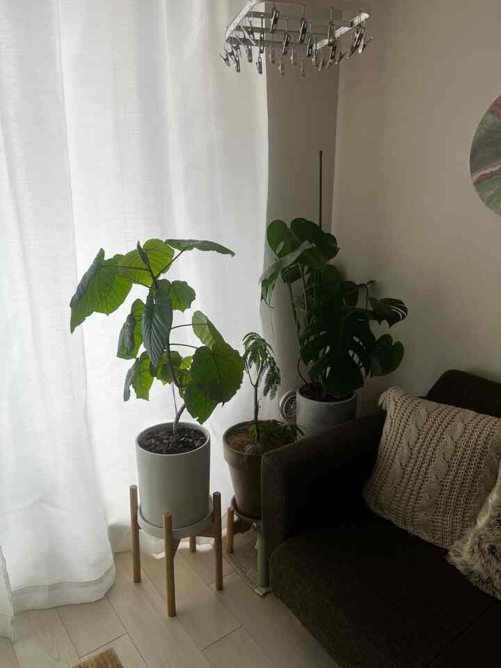 観葉植物の植え替えをしました！
可愛くて大きな鉢で満足です🪴

フラワースタンドも大活躍中✨
逆さまにして使っています！

#北欧 #ナチュラルインテリア #韓国インテリア #北欧インテリア #ローテーブル #木製 #コンパクト #木目 #一人暮らし #同棲 #新築 #賃貸 #インテリア #テーブル #ナチュラル #シンプル #リビング #ソファ #観葉植物 #収納 #お花 #買ってよかった #オリジナル写真 #ガーデニング