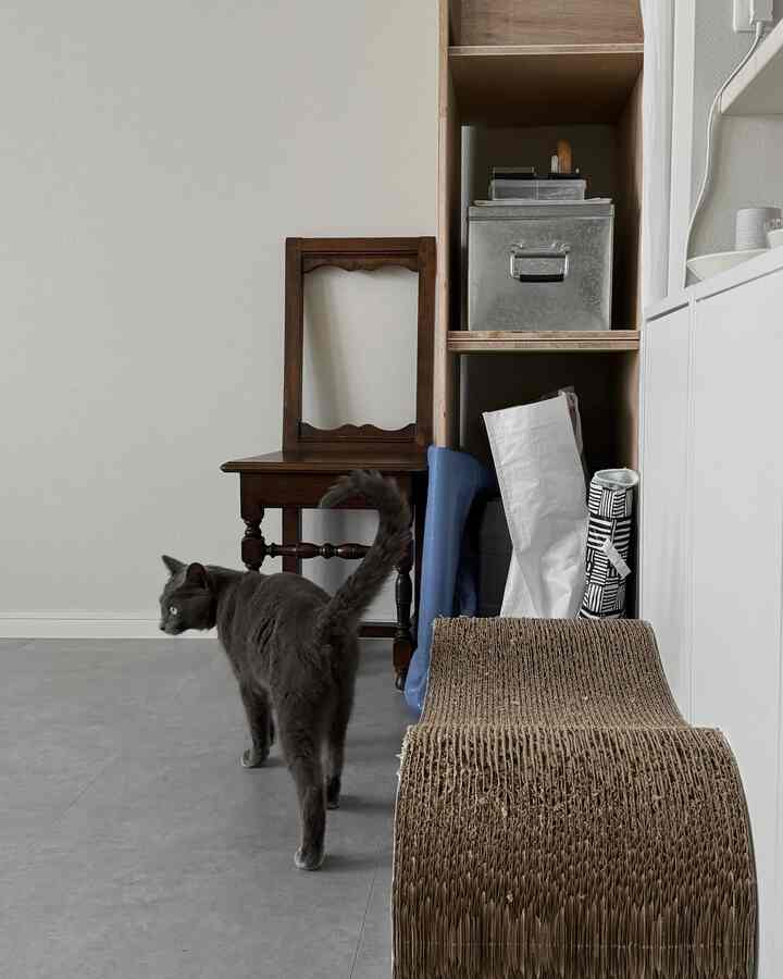 キッチン棚をDIY中...

#キッチン棚 #ガリガリ #猫との暮らし #グレー猫 #爪研ぎ #diy #diyのある暮らし