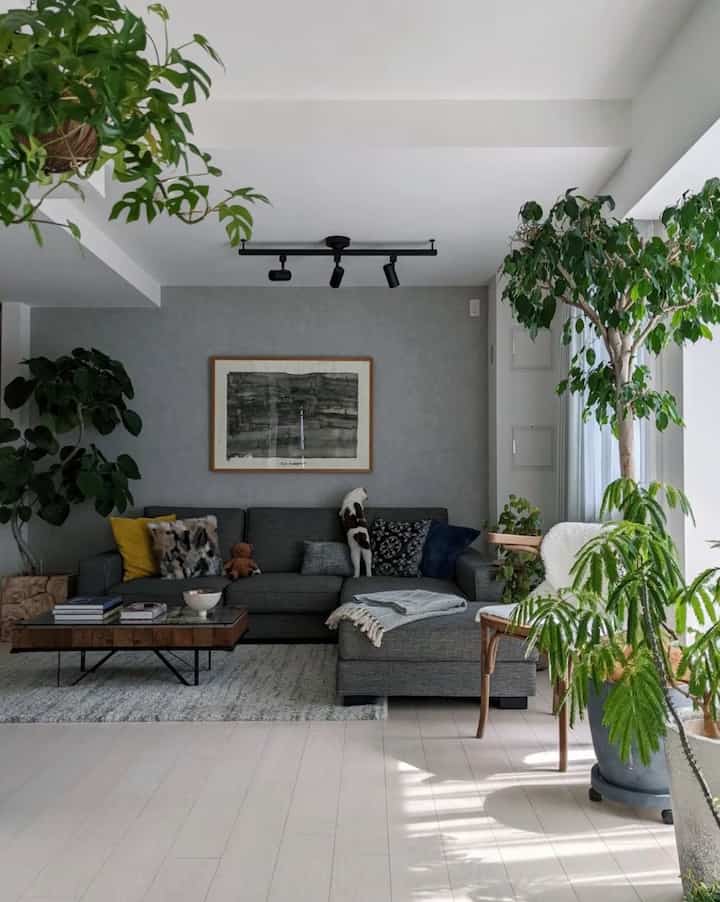 グレーとナチュラルカラーの調和が取れた植物豊かなリビング、キャットとソファが配置された雰囲気のある空間