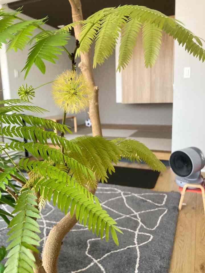 エバーフレッシュの花が咲いた。♡

#リビング #エバーフレッシュ #サーキュレーター #ラグ #ジャーナルスタンダードファニチャー #和室