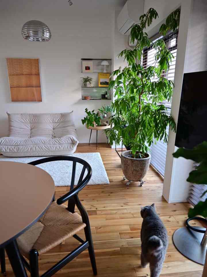 窓際にエバーフレッシュを移動させた🌱
#観葉植物 #エバーフレッシュ 