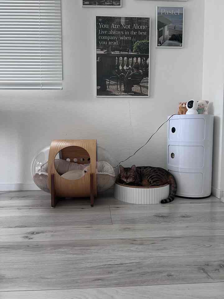 白い壁とナチュラルな木目調の床に、猫がくつろぐモダンな猫のスペース