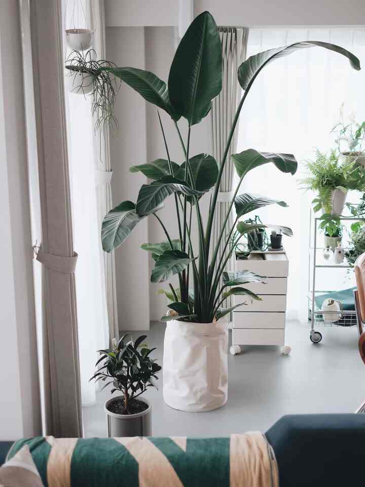 うちのシンボルになってくれているオーガスタ🌿徐々に大きくなっているというか、新芽がしっかり育ってきてくれている... 育てやすいし丈夫だし、最初の観葉植物としてぜひお勧めしたい！ #観葉植物 #オーガスタ