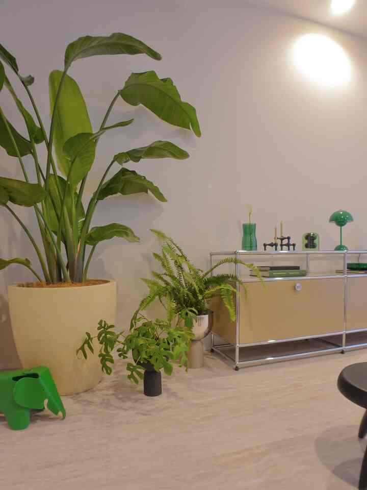 植物がぐんぐん成長してる🪴

#usm #usmhaller #usmmodularfurniture #usmハラー #cassina #charlotteperriand #カッシーナ #シャルロットペリアン #andtradition #アンドトラディション #tomdixon #トムディクソン #stoffcandleholder #ikea #イケア #vitra #ヴィトラ #aytm