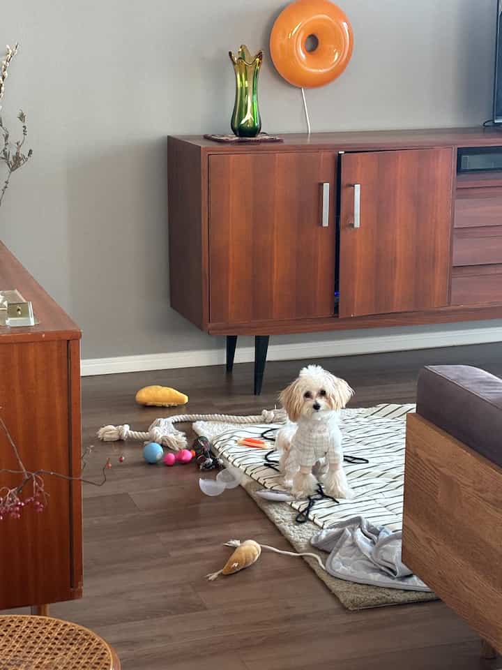 木目調のミッドセンチュリーモダンなリビング、犬と散らかったペット用おもちゃがある雰囲気のある空間