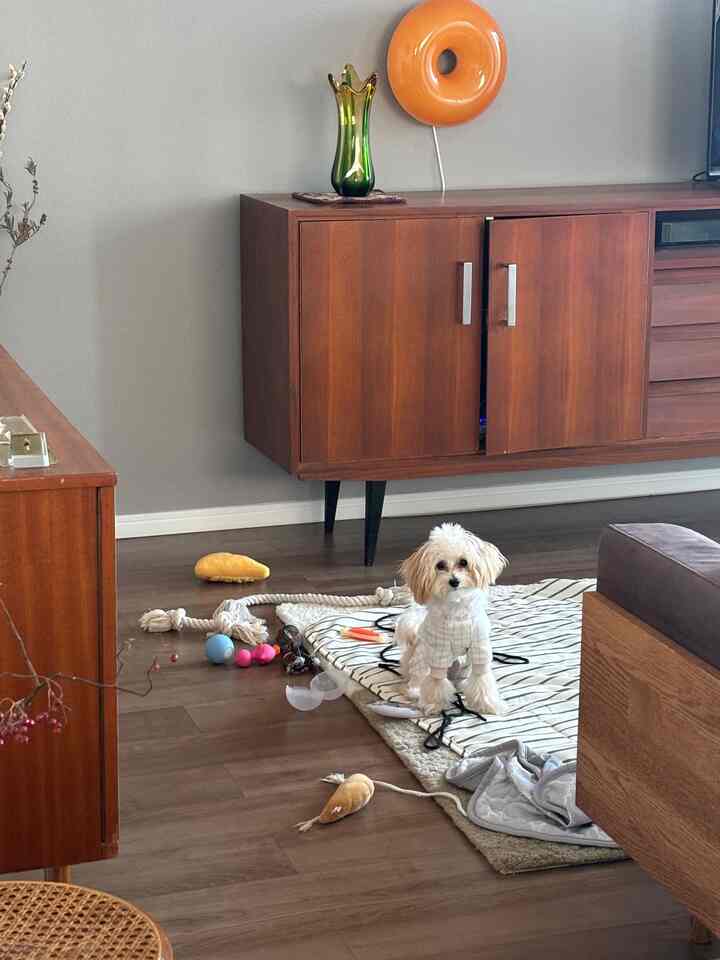 あるだけのおもちゃを散らかした犬。
IKEAのブランケットがお気に入りのようです。

#犬のいる暮らし #ミッドセンチュリー