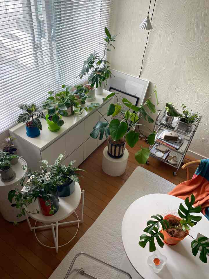 Bright white and wood-toned small room with numerous green plants, round table, creating a simple and cozy home cafe style interior