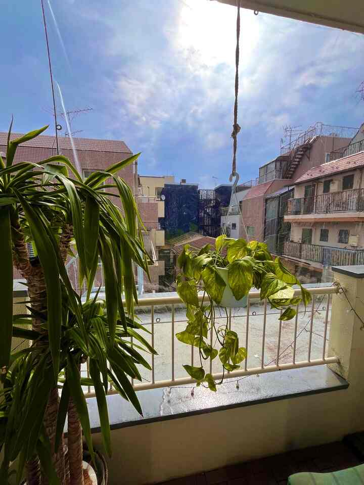 バルコニーから写真を撮るのが最近の日課です。透明ターポリンで仕切って半部屋的な感じにしてます。

断捨離が苦手なんですが昨晩思い立ってゴミ袋×3袋捨てられました...！そのせいかすっきり見えます(？)

ずっと部屋のセンターにあったウンベラータ、たまには日光浴させます。

#賃貸 #ワンルーム #観葉植物 #バルニー #リノベーション 