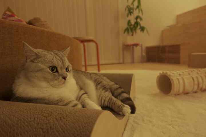 Warm beige and brown toned living room featuring a cat resting comfortably on a sofa near stools, creating a cozy atmosphere