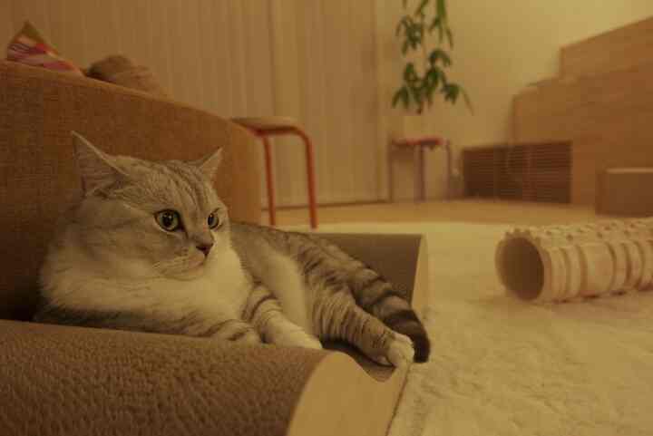 #夜のリビング #リビング #猫がいる暮らし 