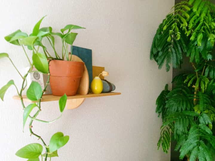 賃貸感を削いでくれる、壁付シェルフ。
新入りのデカいエバーフレッシュと合わさってインテリアの要的存在。

#ウォールシェルフ
#エバーフレッシュ #ポトス
#観葉植物 #テラコッタ