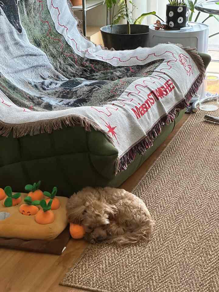 Natural-toned living room featuring green sofa, rug, plants, and a dog resting near pet toys in cozy setting
