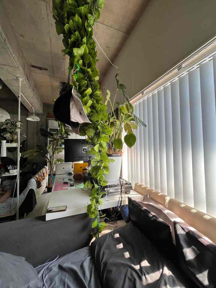 I took a picture of the window from my bed. The sun has been strong recently, so the blinds are really useful!

The monitor feels oppressive when it's off, so I usually put it on display.

I'm testing the Umbelatta in sunlight to see if doping it with nutrients will stop the leaves from falling off☘️

#rental #ワンルーム #観葉植物 #信じられないIKEA率 #IKEA #リノベーション