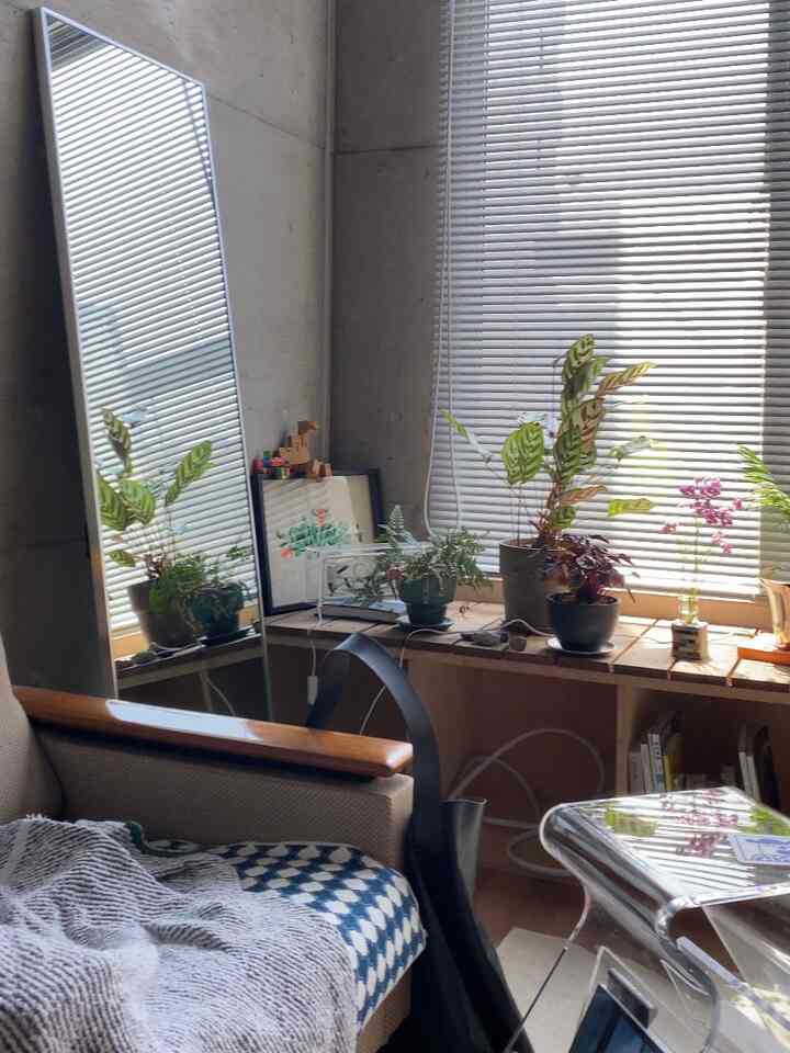 Bright Korean interior style living room with concrete walls, large full-length mirror, multiple plants arranged naturally