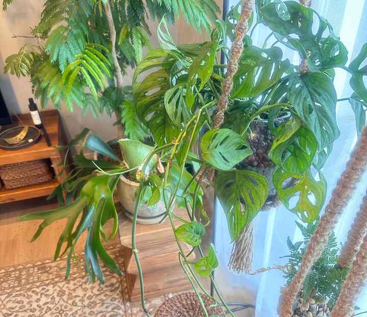 ハンギング植物が増えました🪴
.
#インテリア #マンションインテリア
#観葉植物 #観葉植物のある暮らし
#ハンギング #ハンギング植物
#ハサミポーセリン #antry
