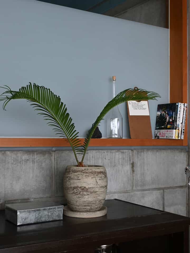 新入りの植物が仲間入り🪴
最近はどんより雨の日が続いて暗い日も多いけど、元気な観葉植物たちと充実したカフェ時間のおかげで元気が出ています🌞☕️

#植物 #観葉植物 #緑のある暮らし #インテリア #インテリア雑貨 #器 #食器 #器のある暮らし #古道具 #古家具 #アンティーク #ビンテージ #ビンテージ家具 #IKEA #棚 