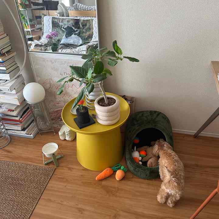 黄色のサイドテーブルと木目調の床、犬とペット用品が配置された雰囲気のあるリビング