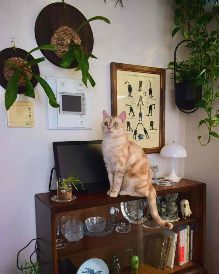 ナチュラルトーンの居心地の良い空間、猫と観葉植物が配置されたヴィンテージ家具のインテリア