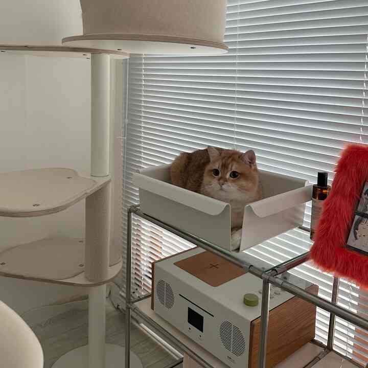 ホワイトとナチュラルカラーの調和がとれたリビング、キャットタワーとペットベッドの上に猫がいる雰囲気のある空間