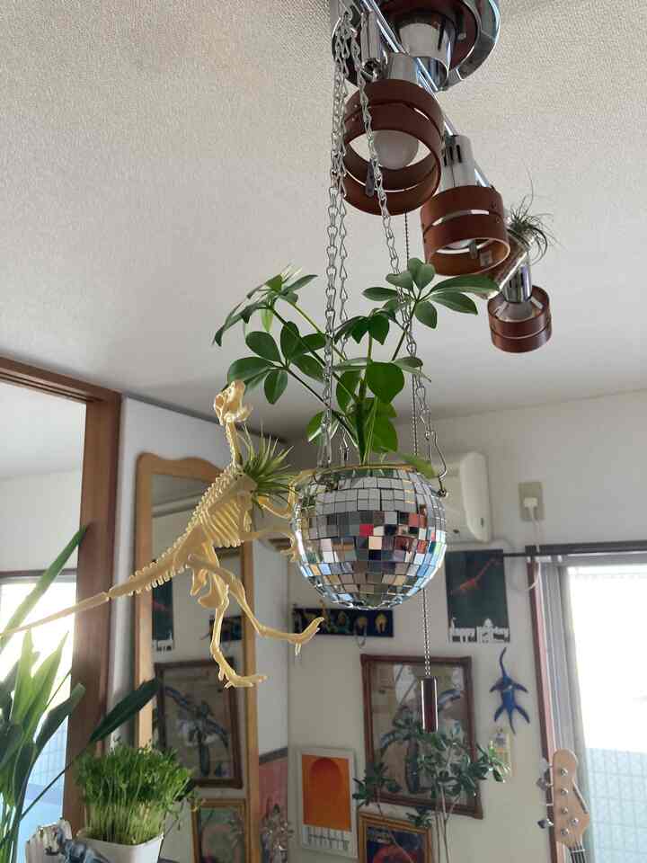 #ビンテージ #ビンテージ雰囲気 #ビンテージ家具 #水耕栽培 #植物 #植物インテリア #植物のある生活 #植物を育てる #恐竜