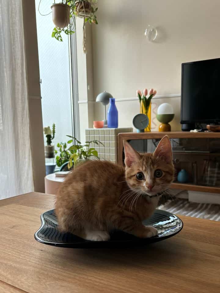 自然な温かみのあるブラウン調のリビング、木製テーブルの上に黒いトレイと猫がいる印象的な空間