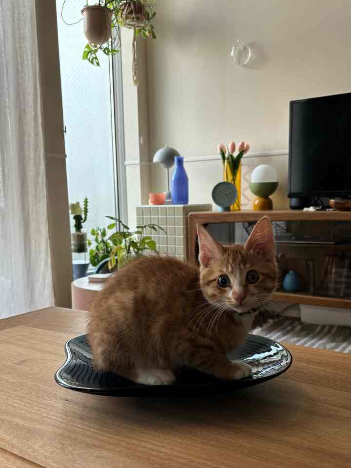 I bought the new IKEA tray because it looked so summery and cute ⛲️ It looks like the cat likes it 🥹 #IKEA新作 #IKEA #デコレーションボウル #トレイ #リビング小物 #小物入れ #クリアインテリア