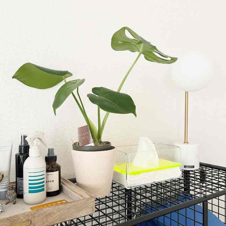 Natural tone wall with black steel cabinet featuring Monstera plant, transparent tissue case, and table lamp in a cozy bedroom space