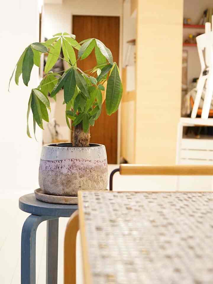 Pachira adalah hadiah.
Saya harus segera mengganti potnya💦


#Artek
#bangku60
#Pachira
#Tanaman dedaunan
#Nordik
#Interior Skandinavia
#Gaya Skandinavia
