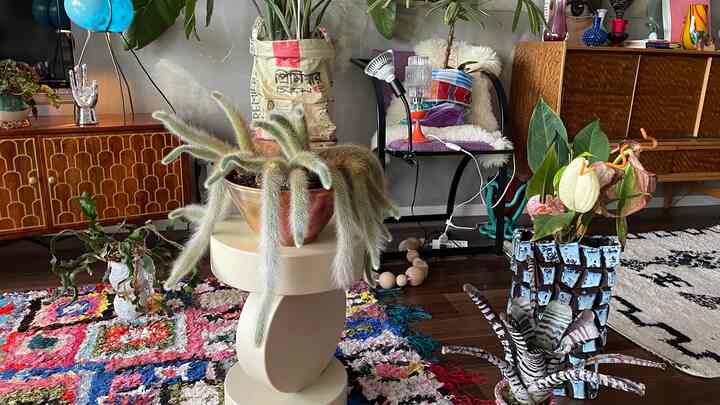 ブラウンの木目調と白が調和する植物が豊富なリビング、カラフルなラグと個性的な家具が配置された雰囲気のある空間