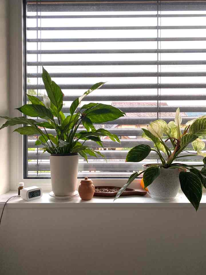 白を基調とした寝室の窓辺、二つの植物とテラコッタのポプリが置かれた自然な雰囲気のインテリア