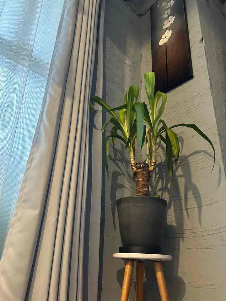 落ち着いたナチュラルカラーと木目調が調和した寝室のコーナー、丸いスツールの上に置かれた黒い鉢の大きな観葉植物、白いカーテンが隣にある印象的な空間