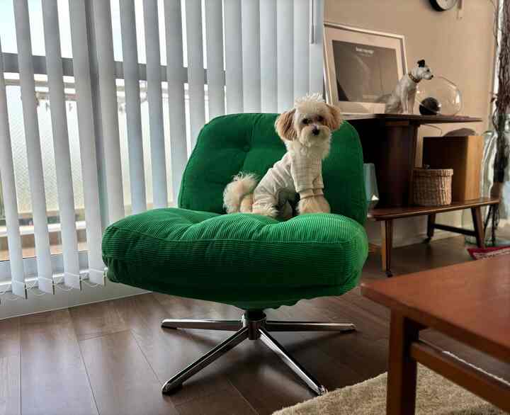 緑のアームチェアに小さな犬が座り、ウッドトーンと白いブラインドが調和するミッドセンチュリーモダンのリビング空間