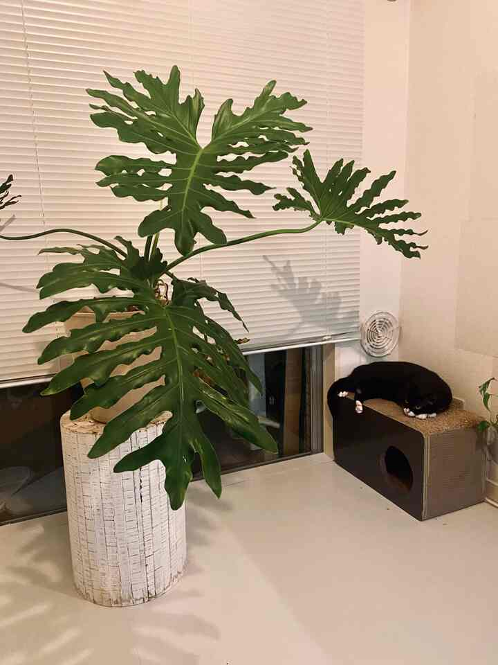 白を基調とした小さな空間、窓際に大きな緑の植物と猫の爪とぎが配置された落ち着いたペットスペース