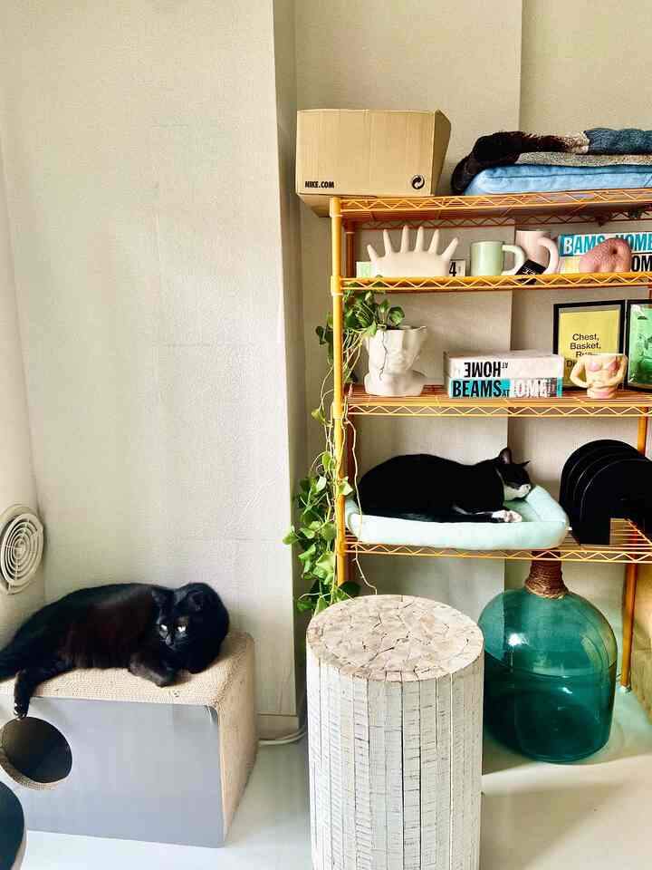 Natural color tone compact space with an orange shelf holding two cats and assorted decor, creating a cozy atmosphere