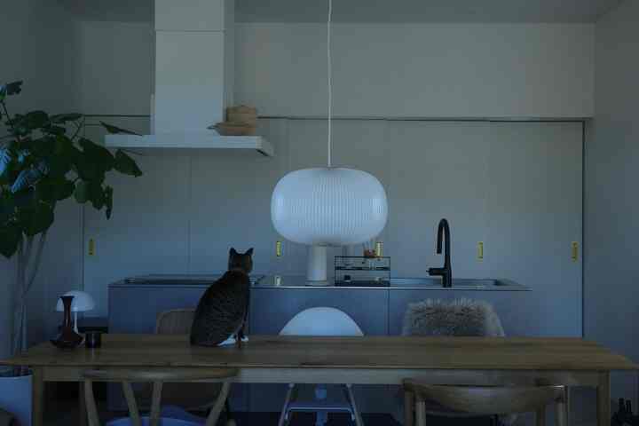 Natural wood-tone dining table with white pendant light in a clean kitchen dining room, a cat sitting on the table
