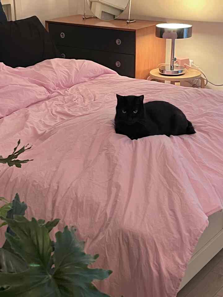 ピンクの寝具と黒い猫がいるモダンな寝室、木製のナイトスタンドと銀色のテーブルランプが配置された雰囲気のあるインテリア