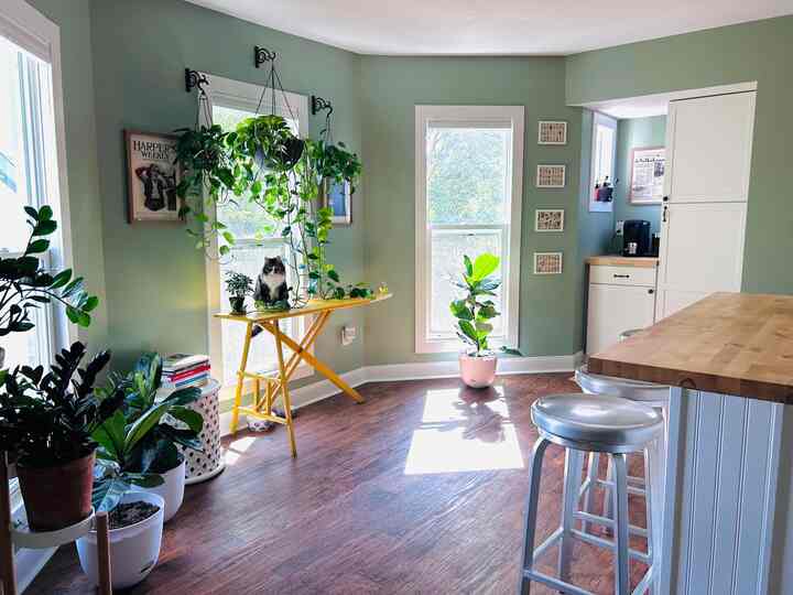 Soft green walls and wood-tone flooring in a kitchen and dining space featuring multiple plants and a cat creating a cozy atmosphere