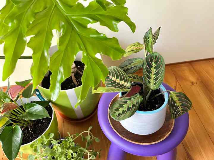 植木鉢はホームセンターで買ってきて自分でペイントしています🪴

#リビング #リビング植物 #リビングインテリア #観葉植物 #グリーン #IKEA #植木鉢 #植木鉢インテリア #カラフル #カラフルなインテリア #リノベーション #リノベ #一戸建て #一戸建てリノベ #ミッドセンチュリー #midcentury #colorful #colorfulinterior #renovation