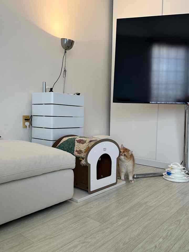 白い壁と木目調の床、ペットハウスと猫が配置されたシンプルモダンなリビングルーム
