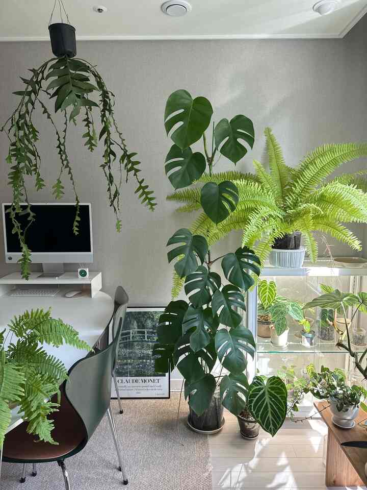  #플랜테리어 #식물인테리어 #planterior #인테리어 #interior #홈스타일링 #homestyling 