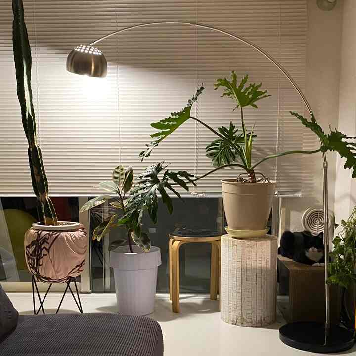 白とナチュラルトーンのリビング、フロアランプと多様な植物が調和し、くつろぐ猫がいる雰囲気のあるインテリア