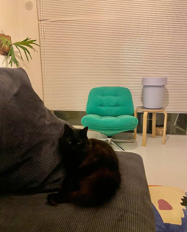 White-toned living room featuring a green armchair and plant, creating a cozy atmosphere
