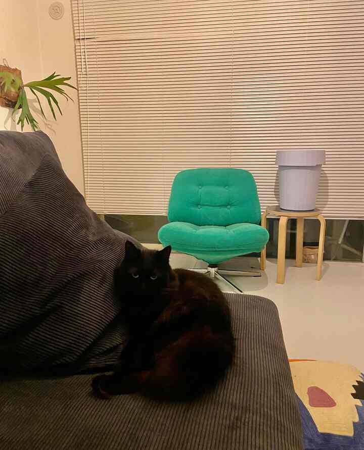 カーテンをブラインドにして、床を真っ白なフロアタイルにしたことで、カラフルな椅子やマットが映えて良い🫰 
#coldpicnic #フロアタイル #猫がいる暮らし #猫インテリア 